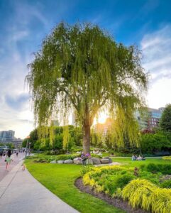 Toronto Music Garden Willow Tree