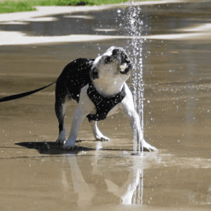 Dog tries to eat the water spraying from the fountain at Sherboune Common