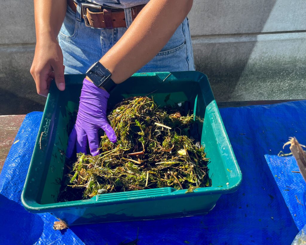 U of T Trash Team member searches through a box of seaweed and debris found in the seabin