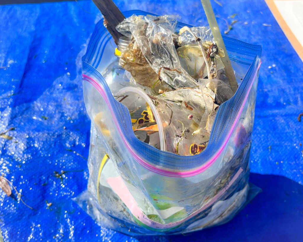 Picture of large debris caught in the Seabin in a ziploc bag