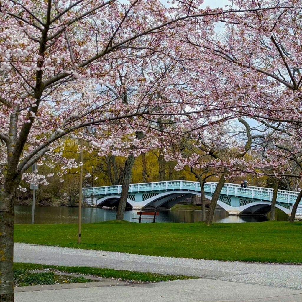 Photo of Cherry Blossoms on Toronto Islands